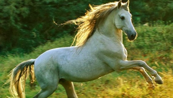 Rodrigo Amarante - Cavalo (2013) capa